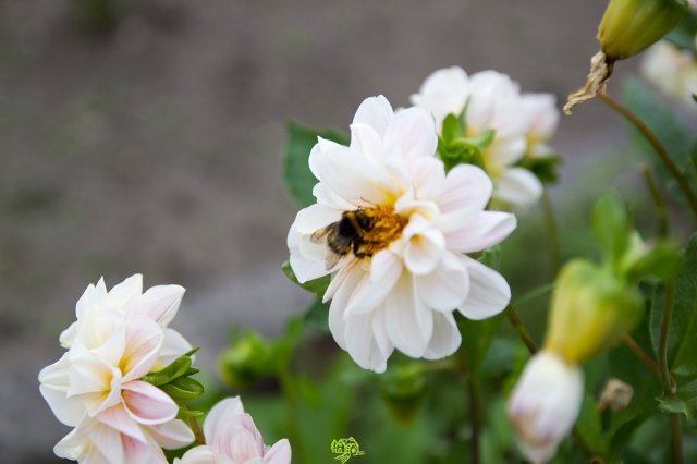 a2014_09_11_1485